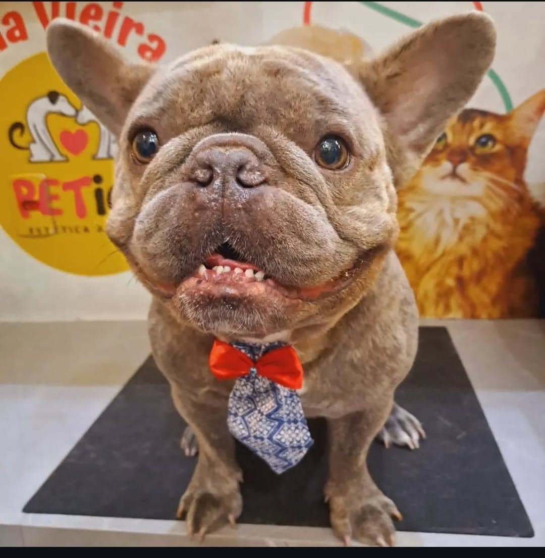 Banho para Cães e Gatos