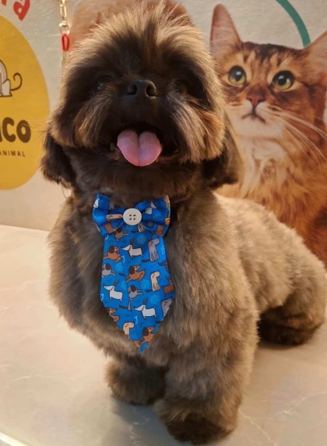 Recuperação de Pelagem